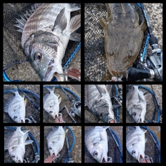 クロダイの釣果