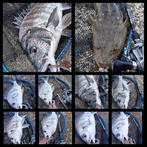 クロダイの釣果