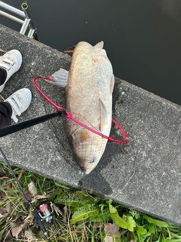 ハクレンの釣果