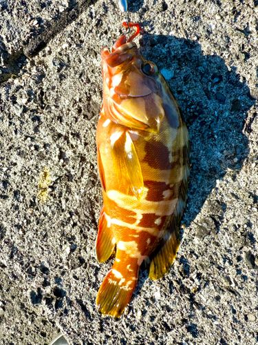 アカハタの釣果