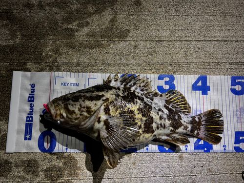 ベッコウゾイの釣果