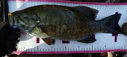 スモールマウスバスの釣果