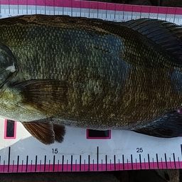 スモールマウスバス