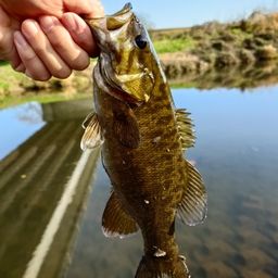 スモールマウスバス