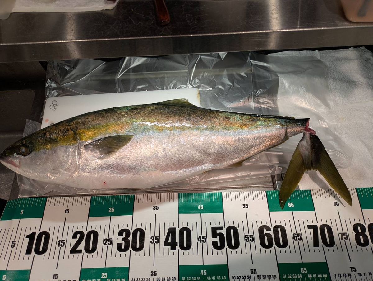 brataku0613さんの釣果 2枚目の画像