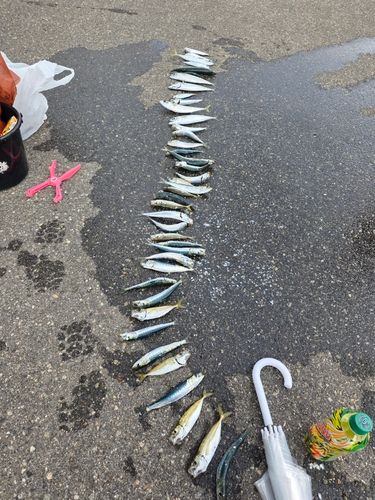 アジの釣果