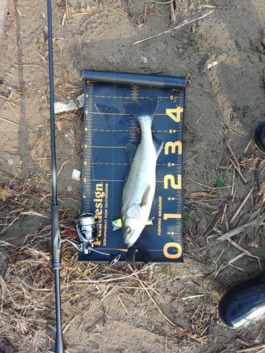 セイゴ（マルスズキ）の釣果