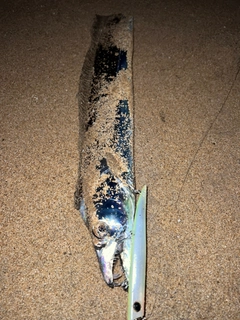 タチウオの釣果