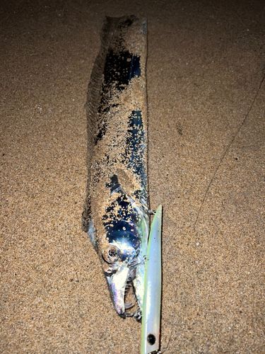 タチウオの釣果