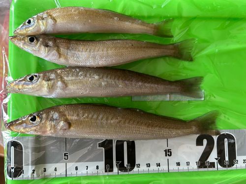 シロギスの釣果