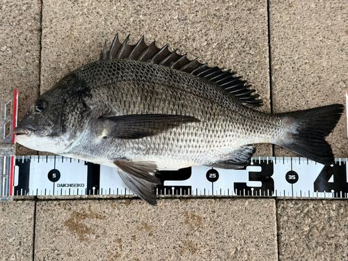クロダイの釣果