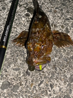 カサゴの釣果