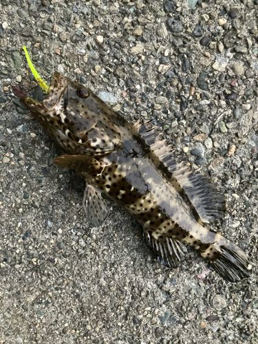 ヤイトハタの釣果