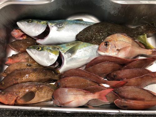 タイの釣果