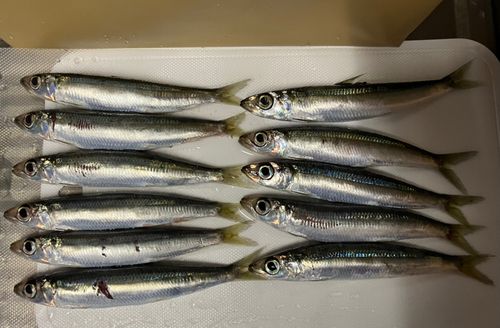 ウルメイワシの釣果