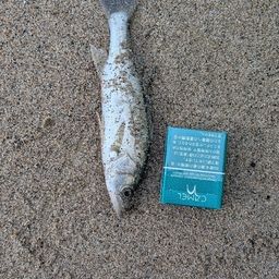 セイゴ（ヒラスズキ）