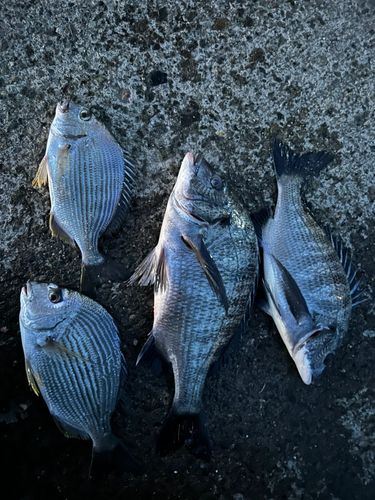 クロダイの釣果