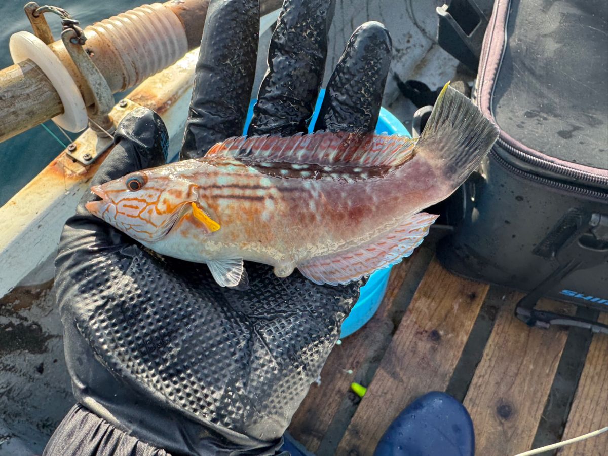 彩鷹さんの釣果 1枚目の画像