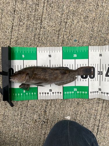 アイナメの釣果