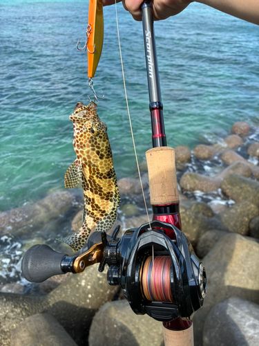 イシミーバイの釣果