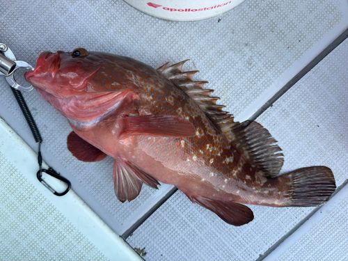 アコウの釣果