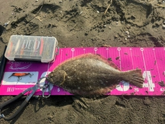 ヒラメの釣果