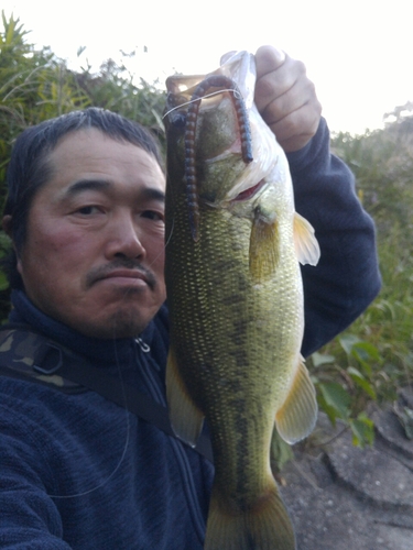 ラージマウスバスの釣果