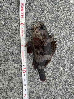 ムラソイの釣果