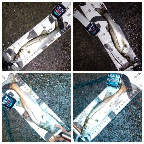 セイゴ（マルスズキ）の釣果