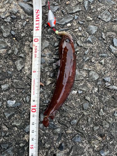 エゾイソアイナメの釣果