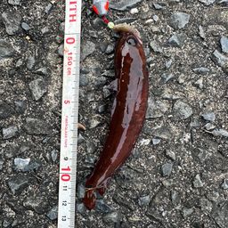 エゾイソアイナメ