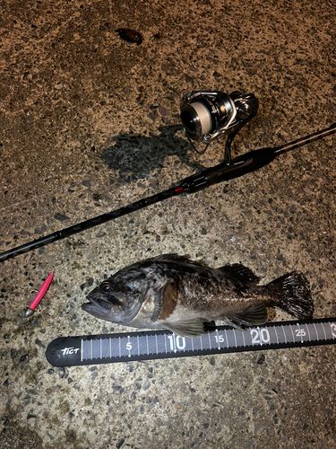 クロソイの釣果