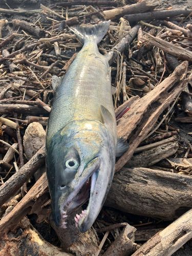 アキアジの釣果