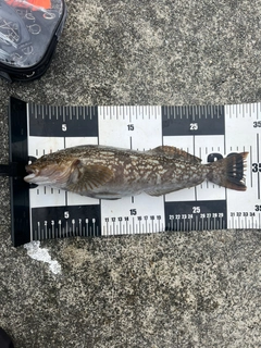 アイナメの釣果