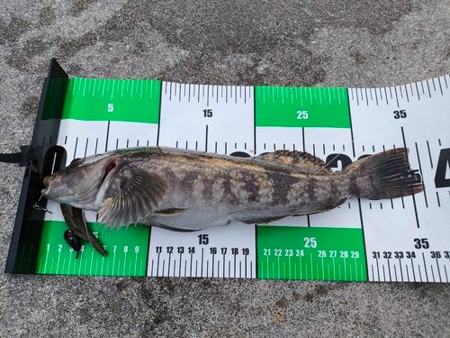 アイナメの釣果