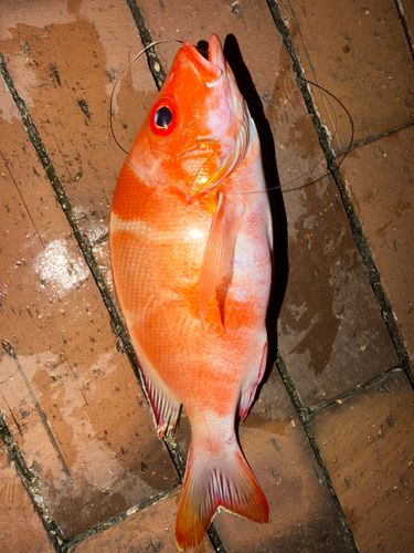 ヒメフエダイの釣果