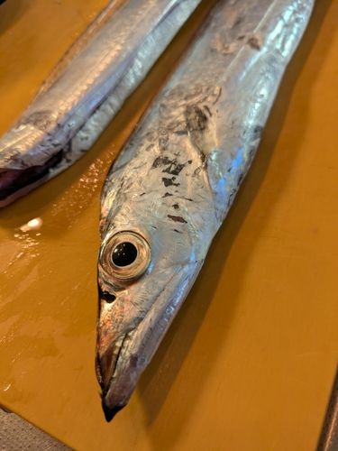 タチウオの釣果