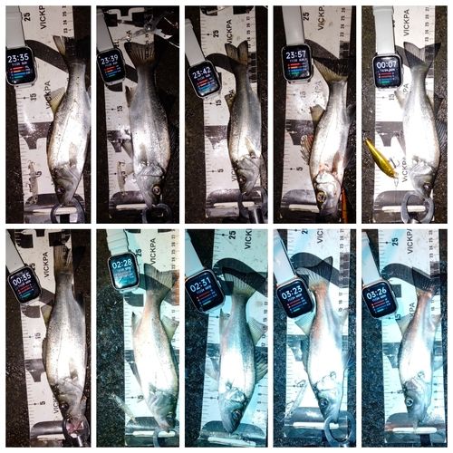 セイゴ（ヒラスズキ）の釣果