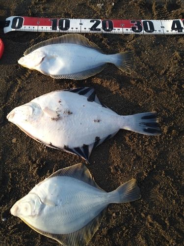 カワガレイの釣果