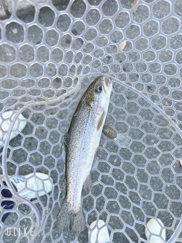 ニジマスの釣果