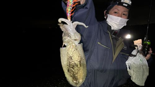 コウイカの釣果