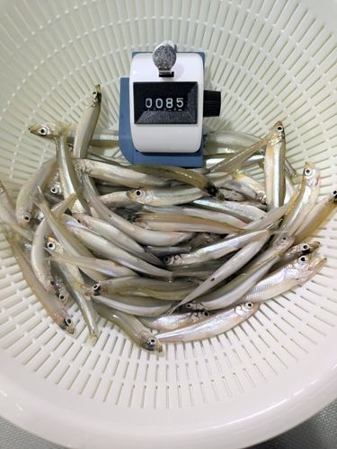 ワカサギの釣果