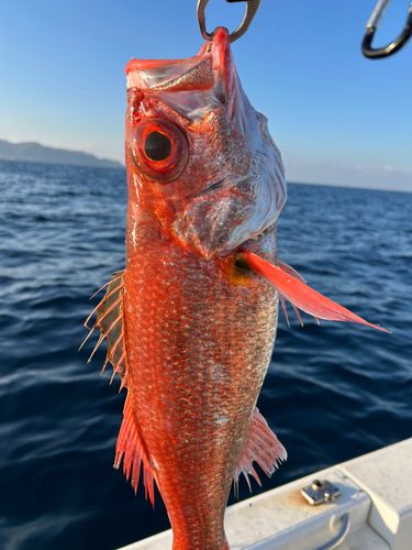アカムツの釣果