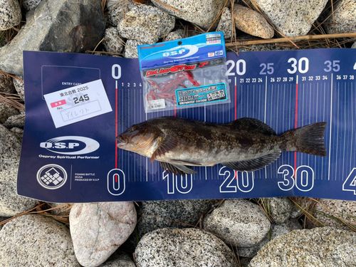 アイナメの釣果