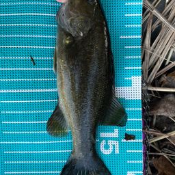 スモールマウスバス