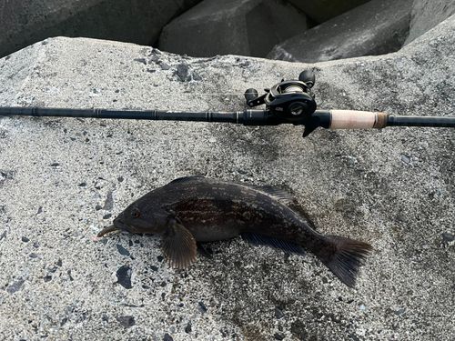 アイナメの釣果