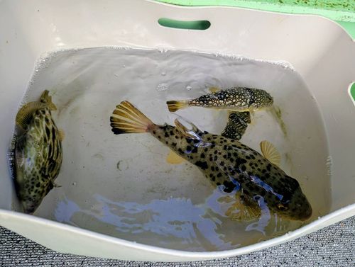 カワハギの釣果