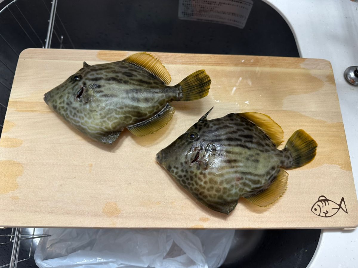 Hama2406さんの釣果 2枚目の画像