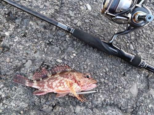 カサゴの釣果