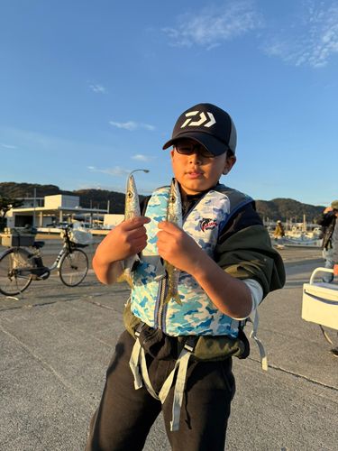 アカカマスの釣果